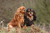 CAVALIER KING CHARLES 754